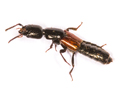 Megalinus glabratus